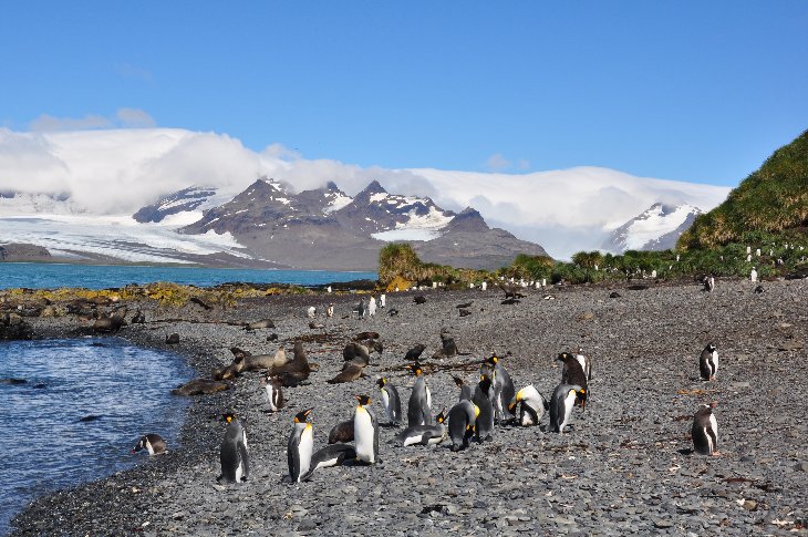 King Penguins and Fur Seals on Prion Island