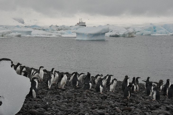Adélie Penguins on Paulet Island