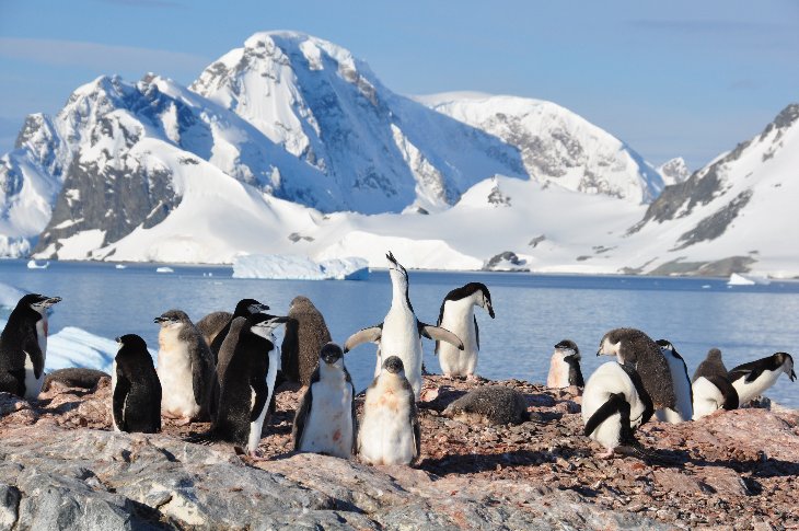 Chinstrap Penguins on Orne Island