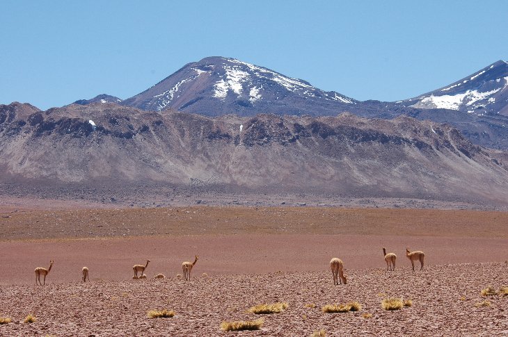 Vicuña auf 4000m in den Anden