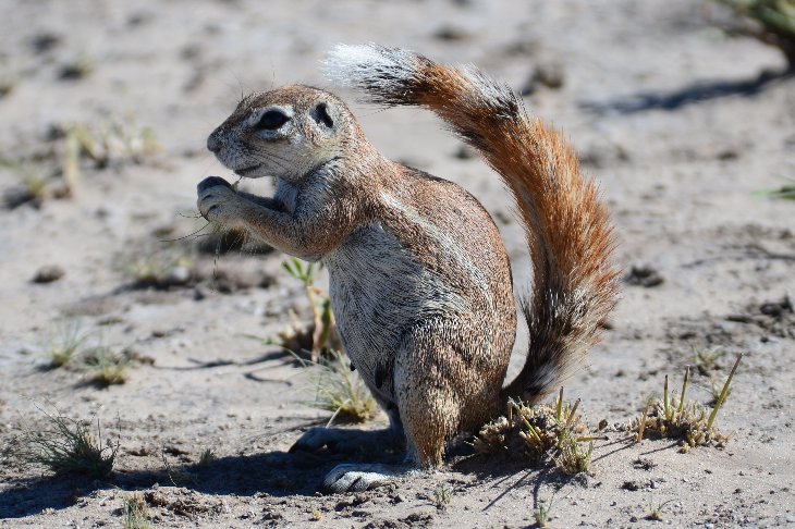 Ground squirril