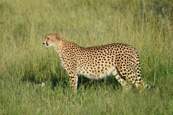 Cheetah the fastest predator