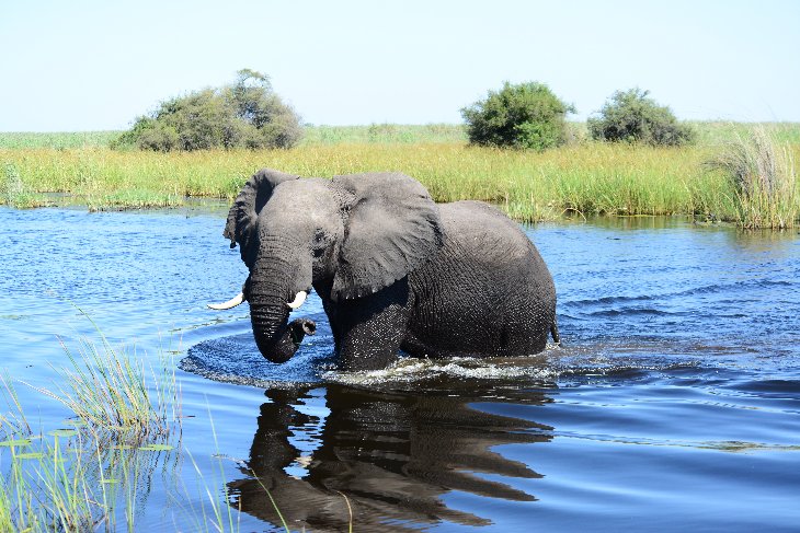 Elephant crossing the Linyanti river from Namibia
