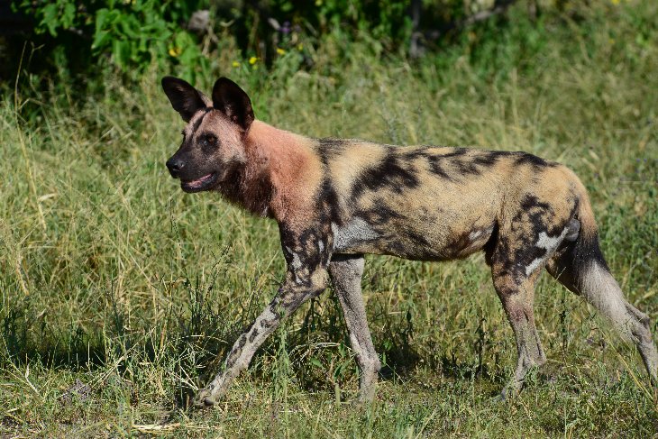 African wild dog after a kill of impala