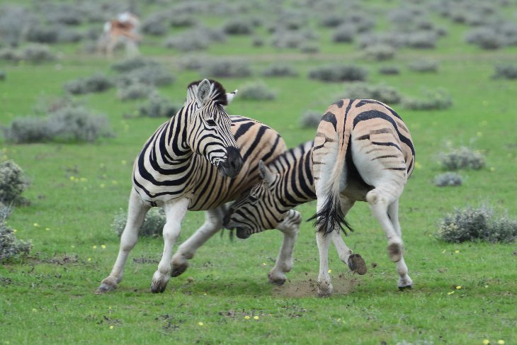 zebra contest in Etosha National Park