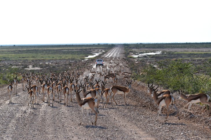 large heard of springbok in the Etosha park