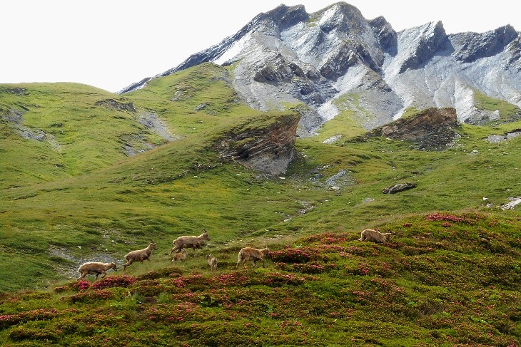 Ibex near the Refuge Robert Blanc